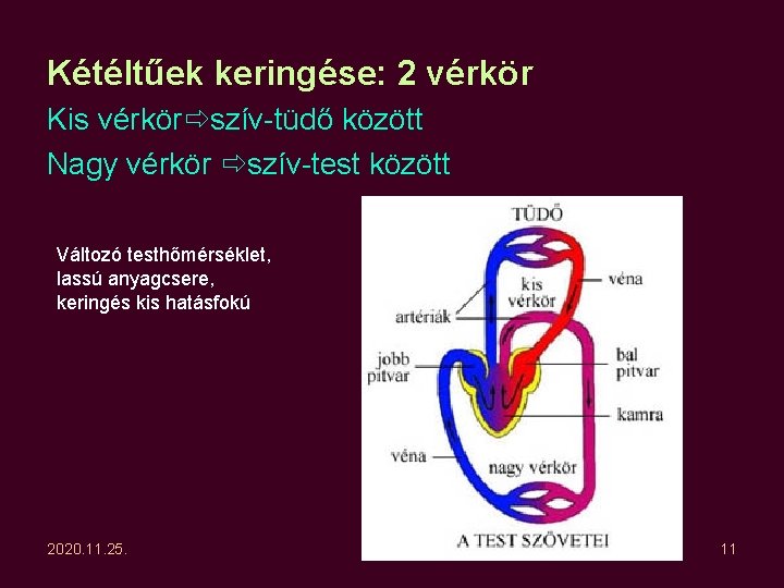 Kétéltűek keringése: 2 vérkör Kis vérkör szív-tüdő között Nagy vérkör szív-test között Változó testhőmérséklet, Kétéltűek keringése: 2 vérkör Kis vérkör szív-tüdő között Nagy vérkör szív-test között Változó testhőmérséklet,
