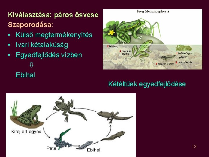 Kiválasztása: páros ősvese Szaporodása: • Külső megtermékenyítés • Ivari kétalakúság • Egyedfejlődés vízben Ebihal Kiválasztása: páros ősvese Szaporodása: • Külső megtermékenyítés • Ivari kétalakúság • Egyedfejlődés vízben Ebihal
