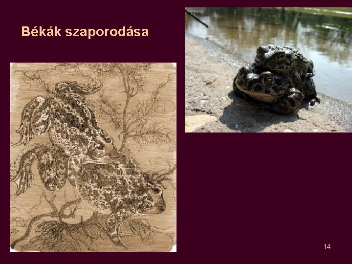 Békák szaporodása 2020. 11. 25. 14 Békák szaporodása 2020. 11. 25. 14