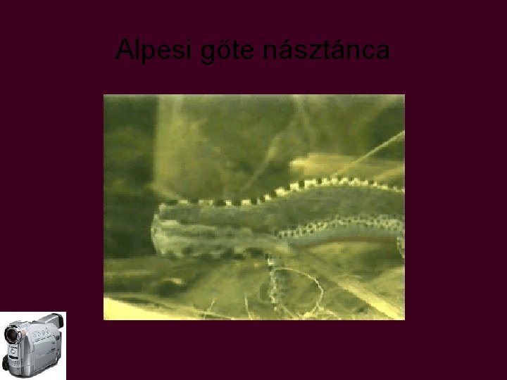 Alpesi gőte násztánca Alpesi gőte násztánca