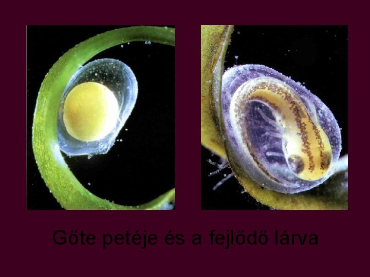 Gőte petéje és a fejlődő lárva Gőte petéje és a fejlődő lárva