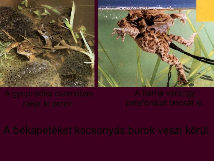 A gyepi béka csomóban rakja le petéit. A barna varangy petefonalat bocsát ki. A A gyepi béka csomóban rakja le petéit. A barna varangy petefonalat bocsát ki. A