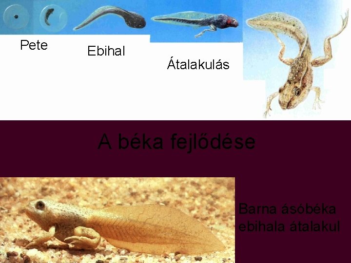 Pete Ebihal Átalakulás A béka fejlődése Barna ásóbéka ebihala átalakul Pete Ebihal Átalakulás A béka fejlődése Barna ásóbéka ebihala átalakul
