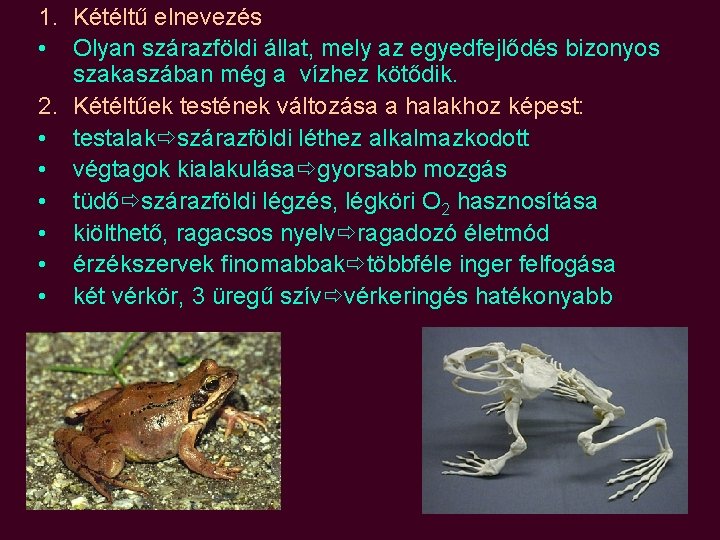 a látási kétéltűek jellemzői)