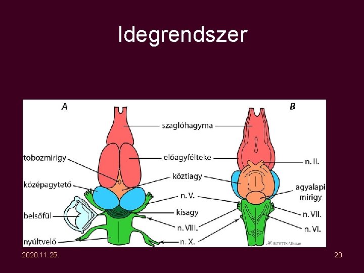 Idegrendszer 2020. 11. 25. 20 Idegrendszer 2020. 11. 25. 20