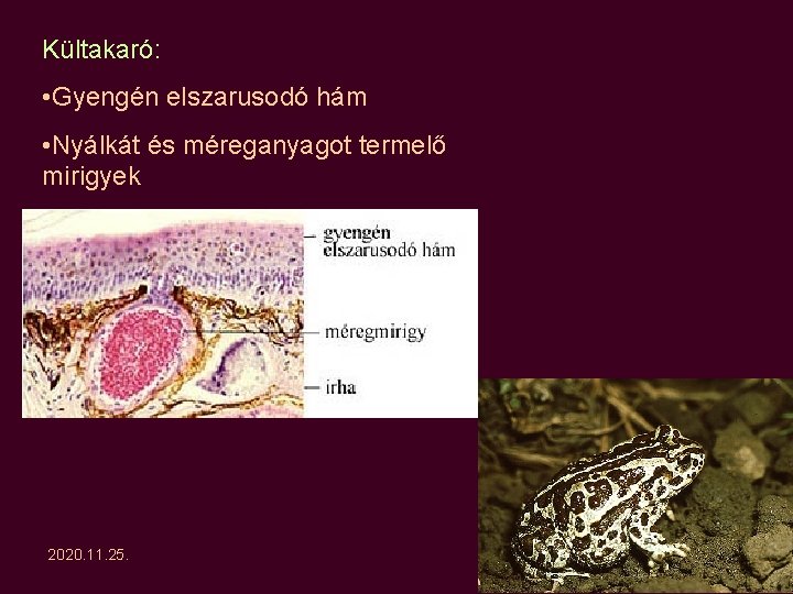 Kültakaró: • Gyengén elszarusodó hám • Nyálkát és méreganyagot termelő mirigyek 2020. 11. 25. Kültakaró: • Gyengén elszarusodó hám • Nyálkát és méreganyagot termelő mirigyek 2020. 11. 25.