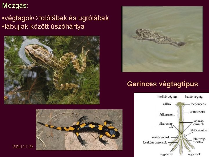Mozgás: • végtagok tolólábak és ugrólábak • lábujjak között úszóhártya Gerinces végtagtípus 2020. 11. Mozgás: • végtagok tolólábak és ugrólábak • lábujjak között úszóhártya Gerinces végtagtípus 2020. 11.