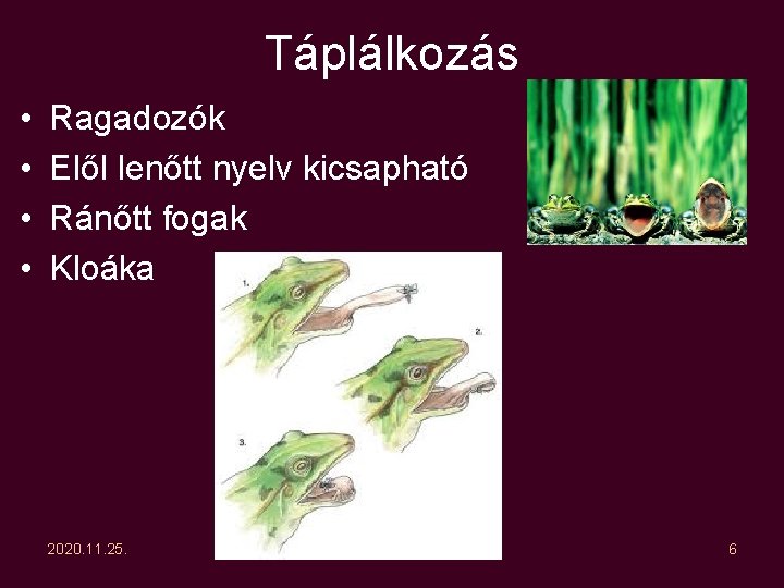Táplálkozás • • Ragadozók Elől lenőtt nyelv kicsapható Ránőtt fogak Kloáka 2020. 11. 25. Táplálkozás • • Ragadozók Elől lenőtt nyelv kicsapható Ránőtt fogak Kloáka 2020. 11. 25.