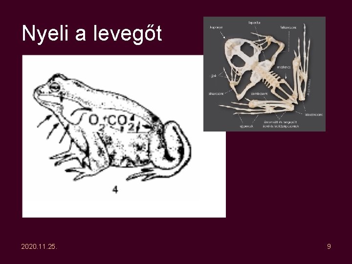 Nyeli a levegőt 2020. 11. 25. 9 Nyeli a levegőt 2020. 11. 25. 9