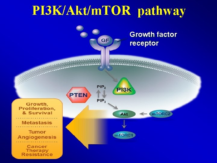 PI 3 K/Akt/m. TOR pathway Growth factor receptor 
