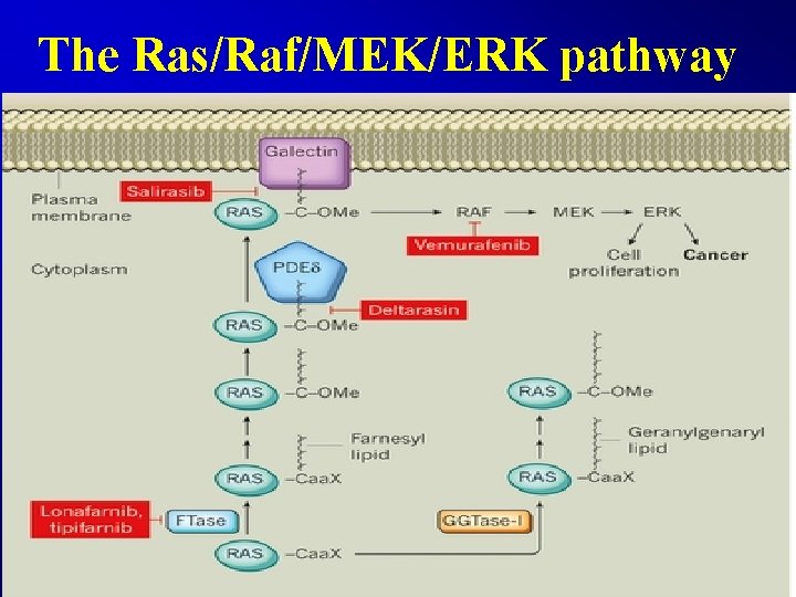 The Ras/Raf/MEK/ERK pathway 