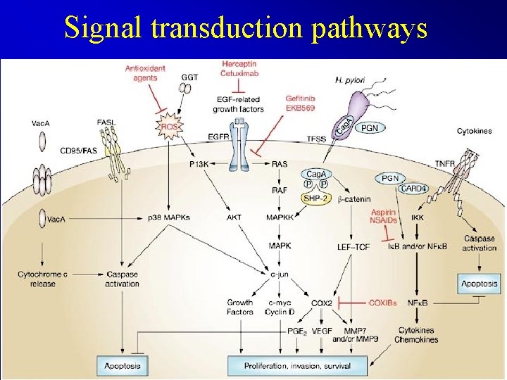 Signal transduction pathways 