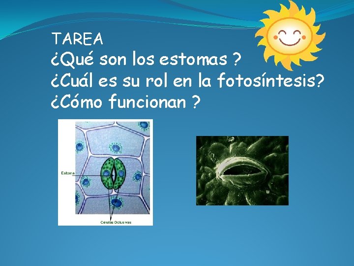 TAREA ¿Qué son los estomas ? ¿Cuál es su rol en la fotosíntesis? ¿Cómo