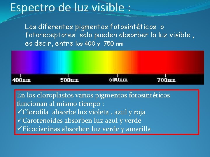 Espectro de luz visible : Los diferentes pigmentos fotosintéticos o fotoreceptores solo pueden absorber