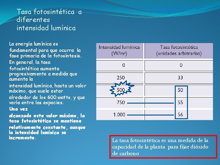 Tasa fotosintética a diferentes intensidad lumínica La energía lumínica es fundamental para que ocurra