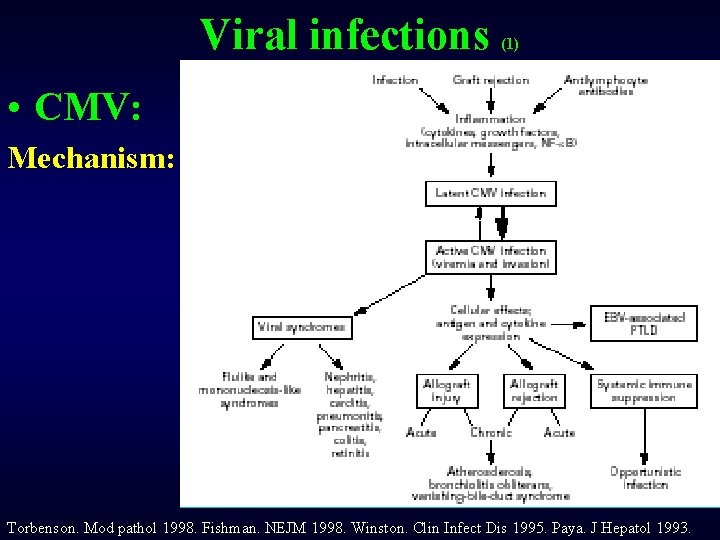 Viral infections (1) • CMV: Mechanism: Torbenson. Mod pathol 1998. Fishman. NEJM 1998. Winston.