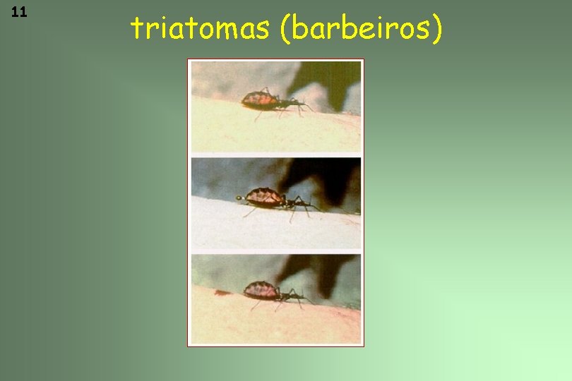 11 triatomas (barbeiros) 