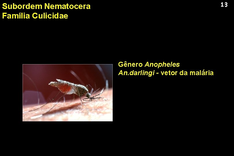 13 Subordem Nematocera Família Culicidae Gênero Anopheles An. darlingi - vetor da malária 