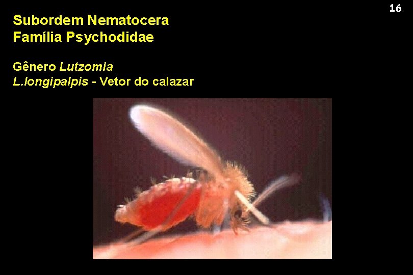 Subordem Nematocera Família Psychodidae Gênero Lutzomia L. longipalpis - Vetor do calazar 16 