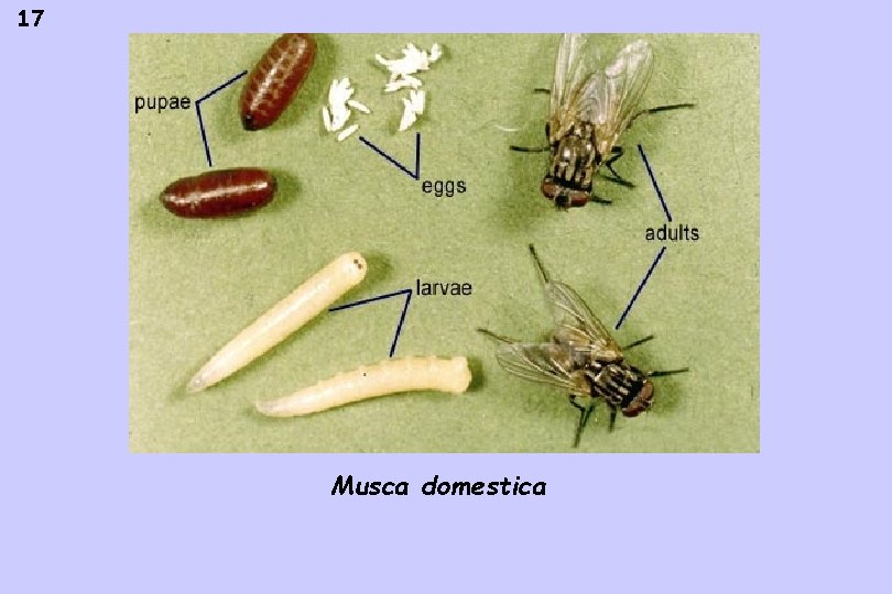 17 Musca domestica 