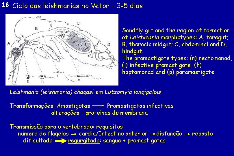 18 Ciclo das leishmanias no Vetor – 3 -5 dias Sandfly gut and the
