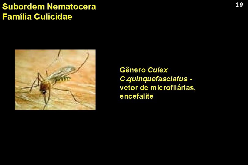 19 Subordem Nematocera Família Culicidae Gênero Culex C. quinquefasciatus vetor de microfilárias, encefalite 
