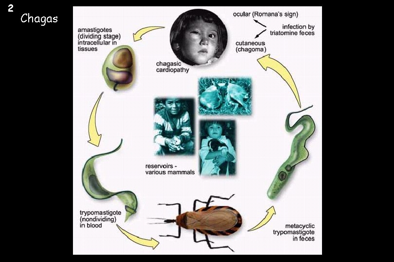 2 Chagas 
