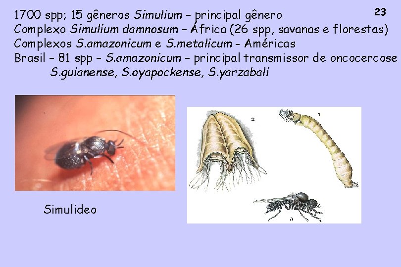 23 1700 spp; 15 gêneros Simulium – principal gênero Complexo Simulium damnosum – África