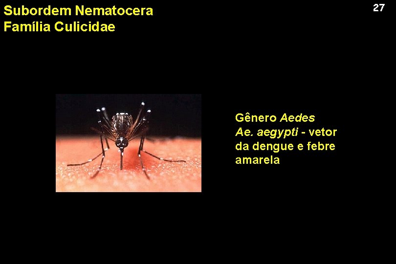 27 Subordem Nematocera Família Culicidae Gênero Aedes Ae. aegypti - vetor da dengue e