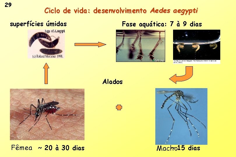 29 Ciclo de vida: desenvolvimento Aedes aegypti superfícies úmidas Fase aquática: 7 à 9