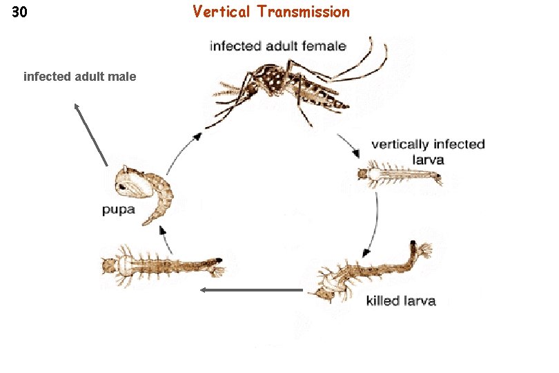 30 infected adult male Vertical Transmission 