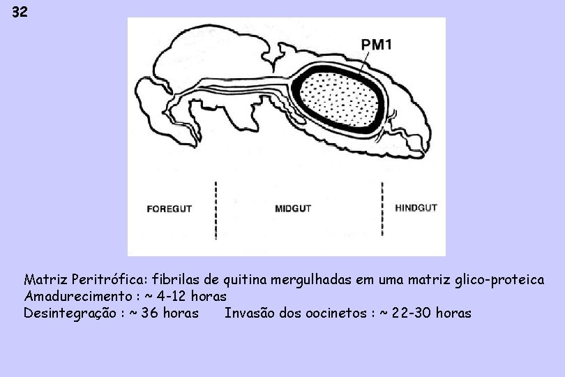 32 Matriz Peritrófica: fibrilas de quitina mergulhadas em uma matriz glico-proteica Amadurecimento : ~