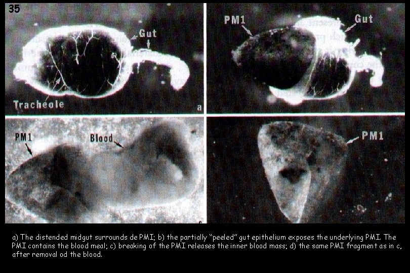 35 a) The distended midgut surrounds de PMI; b) the partially “peeled” gut epithelium