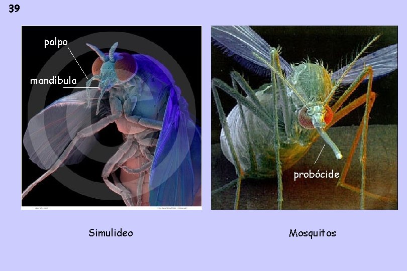 39 palpo mandíbula probócide Simulideo Mosquitos 