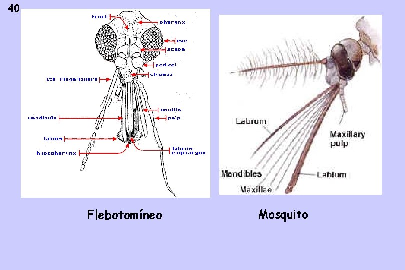 40 Flebotomíneo Mosquito 