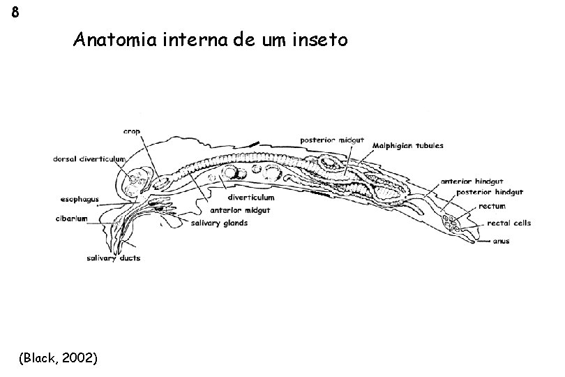 8 Anatomia interna de um inseto (Black, 2002) 