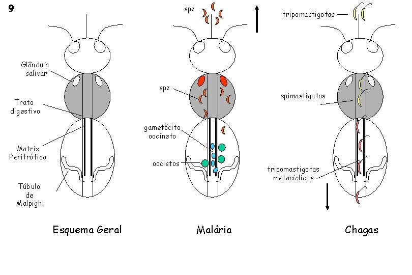 9 spz tripomastigotas Glândula salivar spz epimastigotas Trato digestivo gametócito oocineto Matrix Peritrófica oocistos