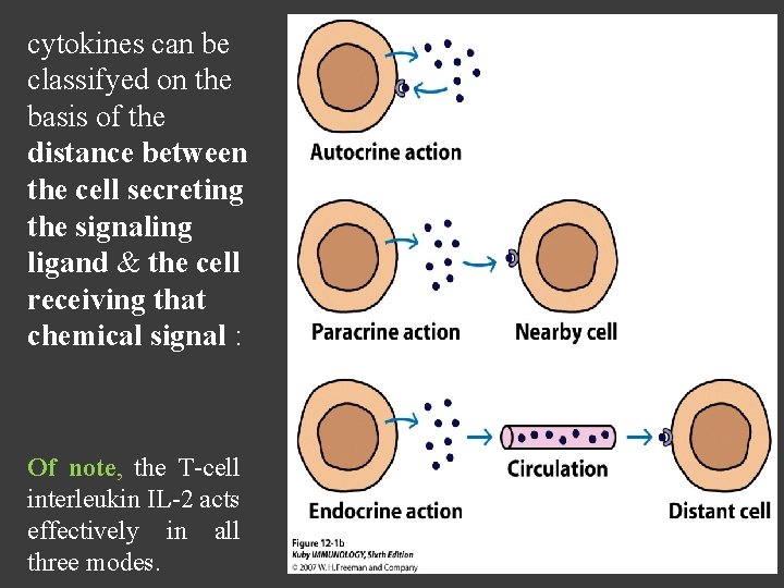 cytokines can be classifyed on the basis of the distance between the cell secreting