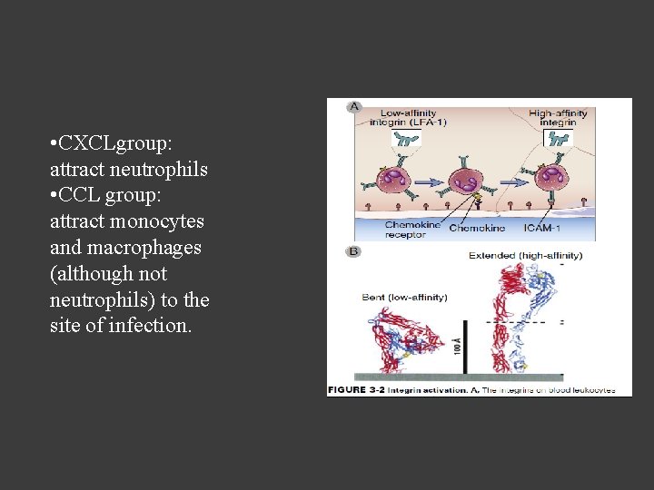  • CXCLgroup: attract neutrophils • CCL group: attract monocytes and macrophages (although not