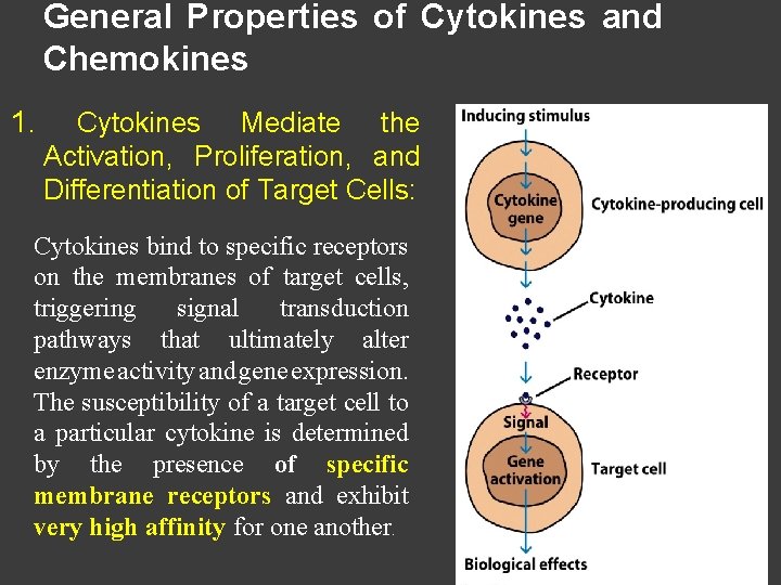 General Properties of Cytokines and Chemokines 1. Cytokines Mediate the Activation, Proliferation, and Differentiation
