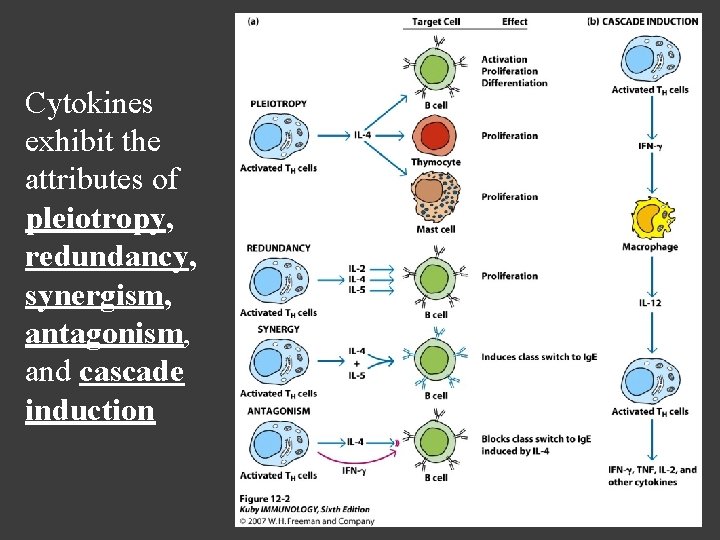 Cytokines exhibit the attributes of pleiotropy, redundancy, synergism, antagonism, and cascade induction 