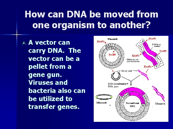 How can DNA be moved from one organism to another? Ù A vector can