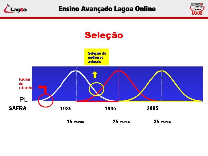 Seleção do melhores animais Retirar do rebanho PL SAFRA 1985 15 lts/dia 1995 25