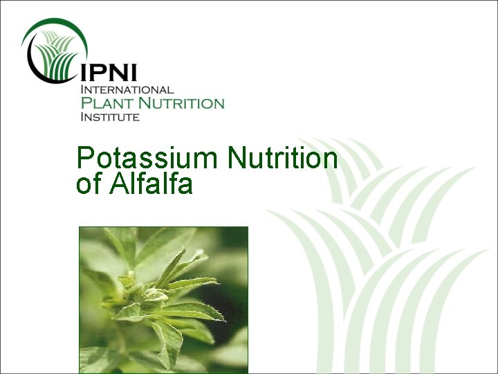 Potassium Nutrition of Alfalfa 