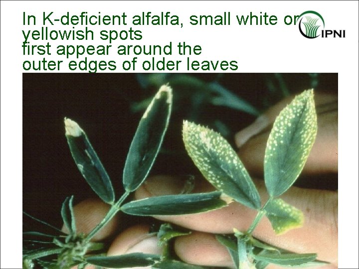 In K-deficient alfalfa, small white or yellowish spots first appear around the outer edges