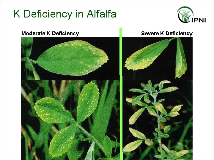 K Deficiency in Alfalfa Moderate K Deficiency Severe K Deficiency 