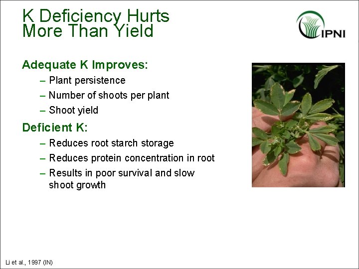 K Deficiency Hurts More Than Yield Adequate K Improves: – Plant persistence – Number