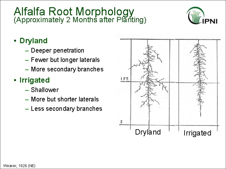 Alfalfa Root Morphology (Approximately 2 Months after Planting) • Dryland – Deeper penetration –