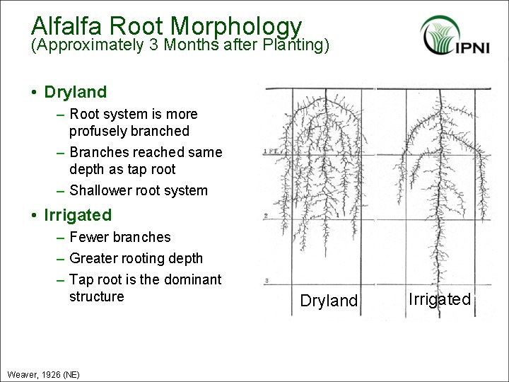 Alfalfa Root Morphology (Approximately 3 Months after Planting) • Dryland – Root system is