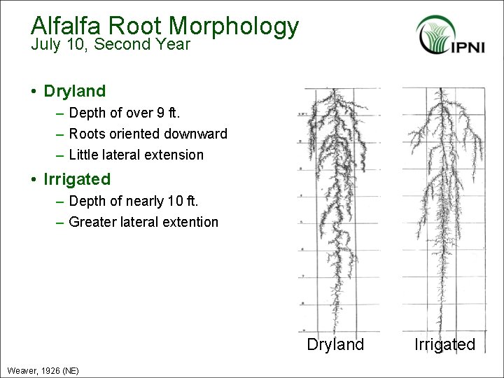 Alfalfa Root Morphology July 10, Second Year • Dryland – Depth of over 9